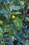 Branches of fig tree. Green vegetative background