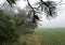 Branches with fir needles and raindrops