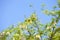 Branches of flowering Acacia Black Locust against the blue sky and green Parakeet eating Acacia`s flowers