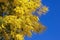 Branches of flowering Acacia dealbata mimoza