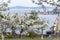 Branches of a flowering Apple tree on the background of the sea Bay.