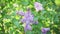 Branches of flowering or blossoming lilac. Blooming flowers Syringa vulgaris.
