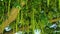 Branches with flowering catkins of Caucasian Walnut tree.