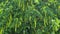 Branches with flowering catkins of Caucasian Walnut tree.