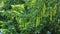 Branches with flowering catkins of Caucasian Walnut tree.