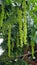 Branches with flowering catkins of Caucasian Walnut tree.