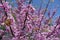 Branches of flowering cercis canadensis against blue sky