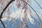 Branches of flowering cherry blossom framing a view of Mount Fuji.