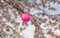 Branches of a flowering cherry tree with a pink japanese lantern for the Hanami festival against a blue sky