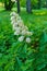 Branches of flowering chestnut. White chestnut flowers photographed against the background of lush green leaves