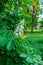 Branches of flowering chestnut. White chestnut flowers photographed against the background of lush green leaves