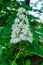 Branches of flowering chestnut. White chestnut flowers photographed against the background of lush green leaves