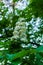 Branches of flowering chestnut. White chestnut flowers photographed against the background of lush green leaves