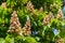 Branches of flowering chestnut. White chestnut flowers photographed against the background of lush green leaves