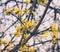 The branches of a flowering dogwood. selective focus