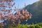 Branches of flowering empress tree Paulownia tomentosa on sunny spring day. Montenegro