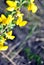 Branches of flowering genista tinctoria dyerâ€™s greenweed or dyer`s broom against blurry gray grass bokeh