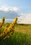 Branches of flowering genista tinctoria dyerâ€™s greenweed or dyer`s broom against blurry green grass and blue cloudy sky