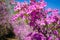 Branches of flowering rhododendron on a sunny spring day against the blue sky. Delicate pink flowers of the Altai Sakura, close-up