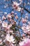 Branches of flowering trees and a branch with buds of fruit trees on a background of blue sky.