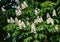 Branches with flowers of chestnuts tree.