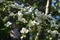 Branches with flowers of Cornus florida.