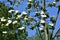 Branches with flowers of Cornus florida.