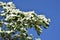 Branches with flowers of Cornus florida.