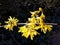 Branches with flowers of Forsythia Intermedia Spectabilis.