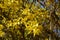 Branches with flowers of Forsythia Intermedia Spectabilis.