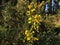 Branches with flowers of Genista Anglica.