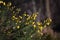 Branches with flowers of Genista Anglica.