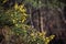 Branches with flowers of Genista Anglica.