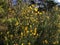 Branches with flowers of Genista Anglica.