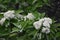 Branches with flowers and green leaves of Sorbus alnifolia.