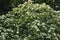 Branches with flowers and green leaves of Sorbus alnifolia.