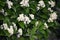 Branches with flowers and green leaves of Sorbus alnifolia.