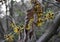 Branches with flowers of Hamamelis Ã— Intermedia Pallida.