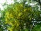 Branches with flowers of Laburnum alpinum.