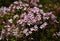 Branches with flowers of Linnaea amabilis.