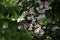 Branches with flowers of Linnaea amabilis.