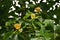 Branches with flowers of Liriodendron tulipifera.