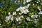 Branches with flowers of Malus sargentii.