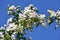 Branches with flowers of Malus sargentii.