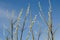 Branches of fragile willow blue sky background