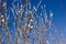 Branches of fragile willow blue sky background