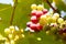 Branches of fresh red wine grapes growing in the farm with light of sun.