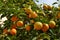 Branches with fresh ripe organic Spanish oranges and green leaves towards a clear blue sky, side  view of flat flay of healthy foo