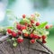 Branches of fresh wild wild strawberry on old wood of a log.