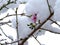 A branches with frozen apricot blossoms